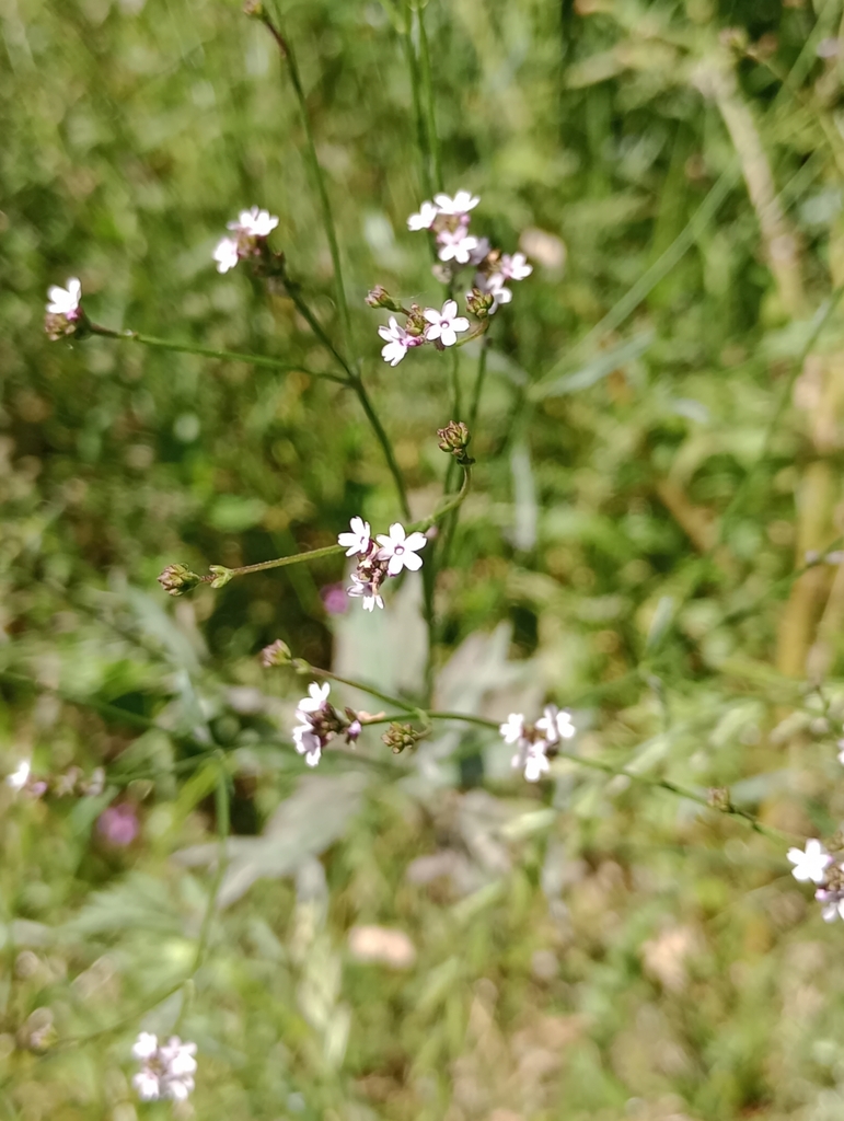 Trailing verbena