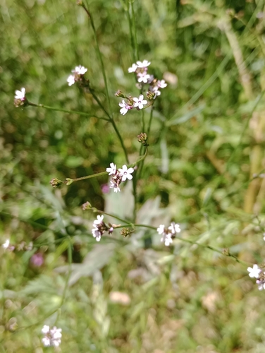Uruguayan vervain (Verbena montevidensis)