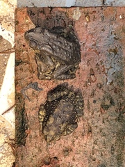 Duttaphrynus melanostictus