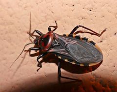 Brontostoma colossus