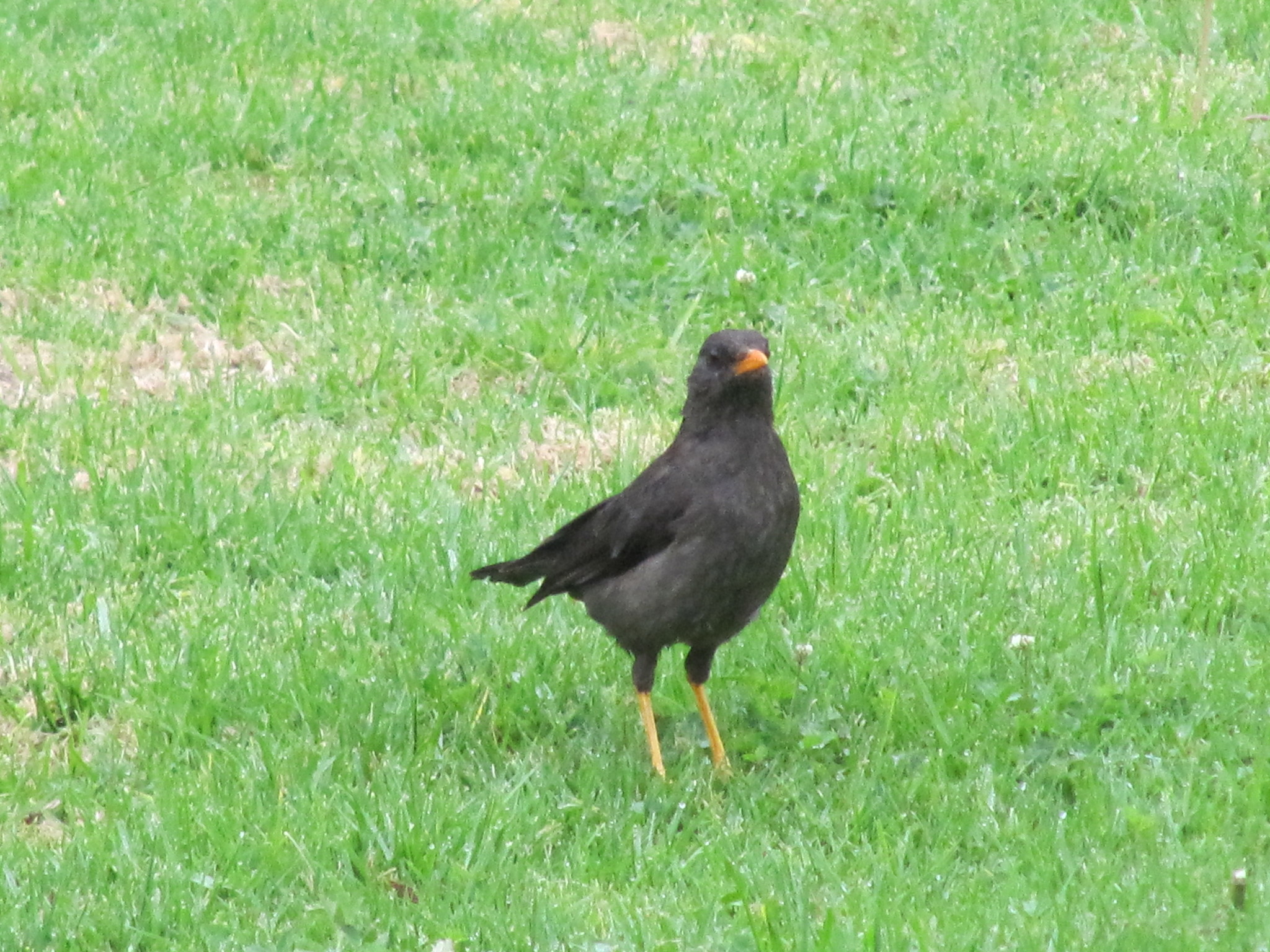 Great Thrush