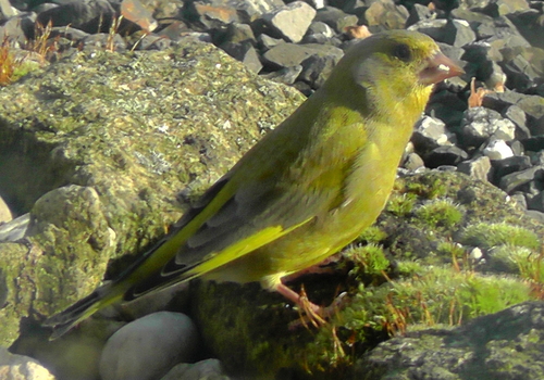 Chloris chloris