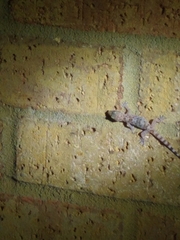 Hemidactylus turcicus