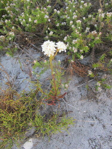 Image of Pseudoselago gracilis by (c) Caroline Voget, some rights reserved (CC BY)