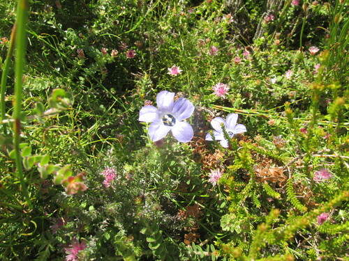 Image of Blackeye Bell (Roella triflora) by (c) Caroline Voget, some rights reserved (CC BY)