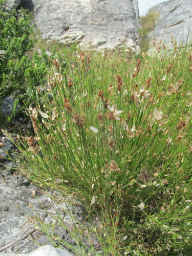Image of Elegia filacea by (c) Caroline Voget, some rights reserved (CC BY)