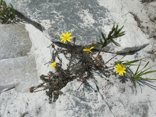 Image of Osteospermum polygaloides by (c) Caroline Voget, some rights reserved (CC BY)