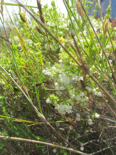Image of Erica eburnea by (c) Caroline Voget, some rights reserved (CC BY)