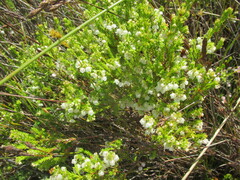 Erica eburnea (Erica eburnea)