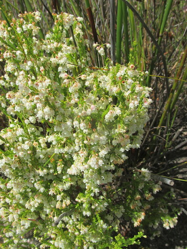 Image of Erica eburnea by (c) Caroline Voget, some rights reserved (CC BY)