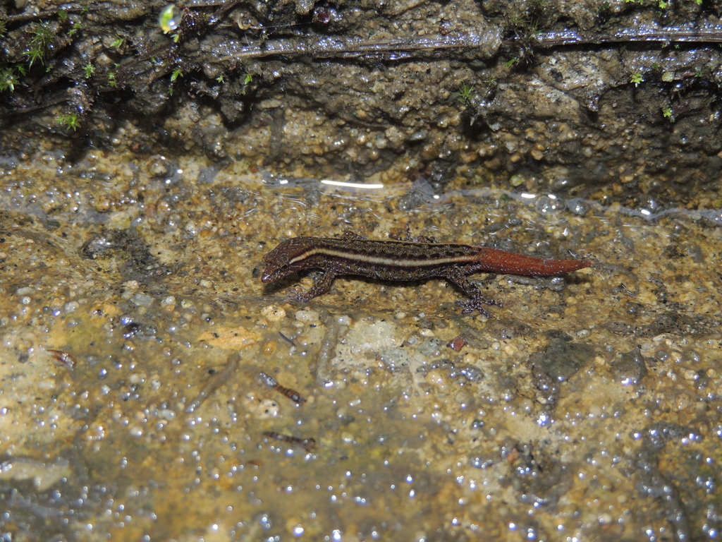 Sharp-Snouted Dwarf-Gecko