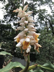 Alpinia hainanensis