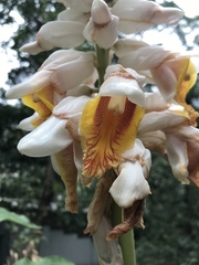 Alpinia hainanensis