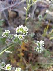 Cryptantha pterocarya