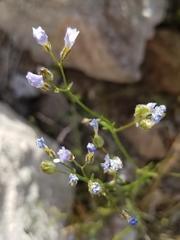 Gilia stellata
