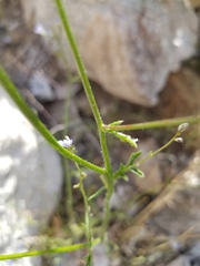 Gilia stellata