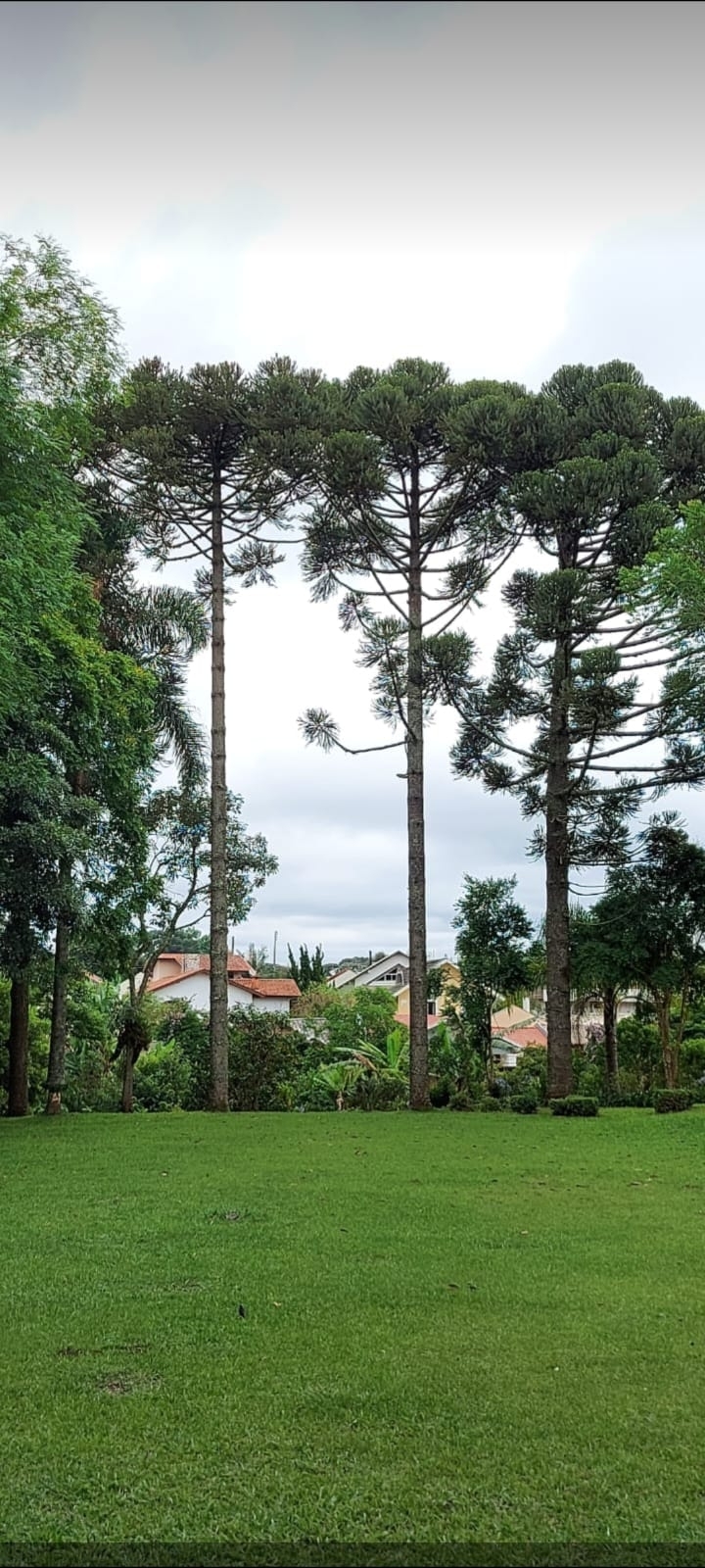Araucaria angustifolia