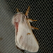Hemileuca hualapai - Photo (c) psweet1,  זכויות יוצרים חלקיות (CC BY-SA)