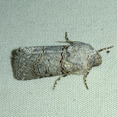 Sympistis perscripta