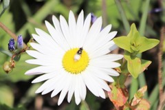 Aphanostephus skirrhobasis