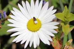 Aphanostephus skirrhobasis