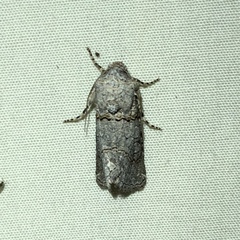 Sympistis perscripta