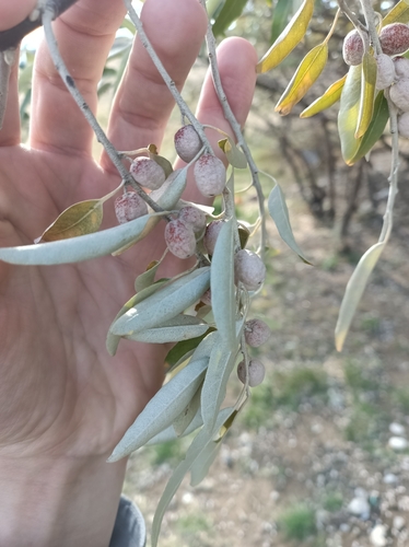 hlošina úzkolistá (Elaeagnus angustifolia)