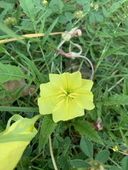 Oenothera triloba