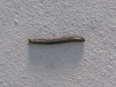 Anadenobolus monilicornis