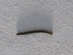 Anadenobolus monilicornis