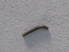 Anadenobolus monilicornis