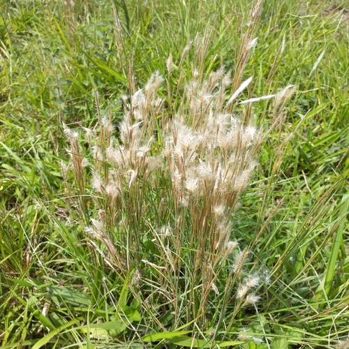 Medium
