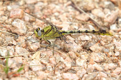 Arigomphus lentulus