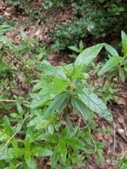 Diplacus longiflorus