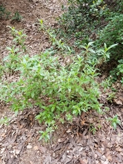 Diplacus longiflorus