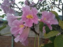 Tabebuia rosea