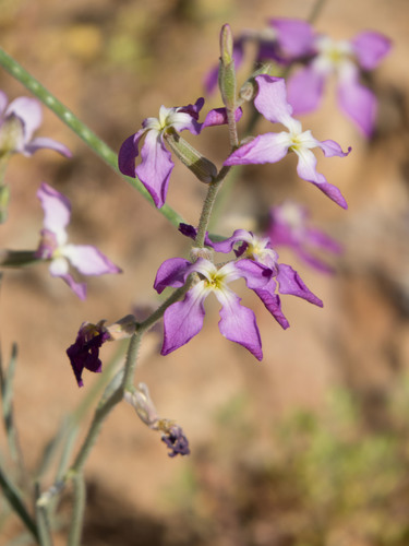 night scented stock (Matthiola longipetala)