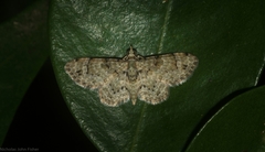 Chloroclystis guttifera