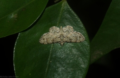 Chloroclystis guttifera