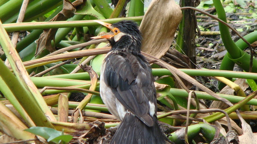 Indian Pied Starling