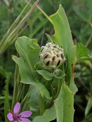 Malacothrix coulteri