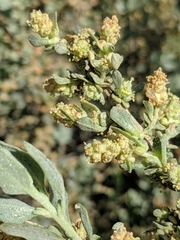 Atriplex spinifera