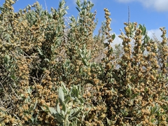 Atriplex spinifera
