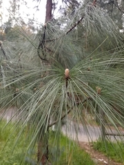 Pinus coulteri