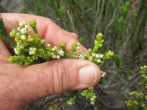 Image of Erica eburnea by (c) Caroline Voget, some rights reserved (CC BY)
