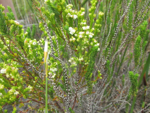 Image of Erica eburnea by (c) Caroline Voget, some rights reserved (CC BY)