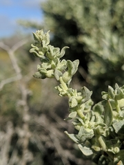 Atriplex spinifera