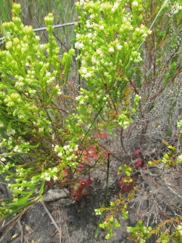 Image of Erica eburnea by (c) Caroline Voget, some rights reserved (CC BY)