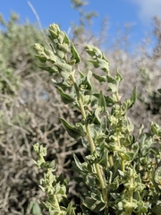 Atriplex spinifera