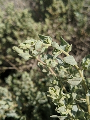 Atriplex spinifera